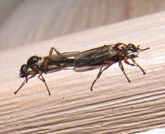 Bibio articulatus