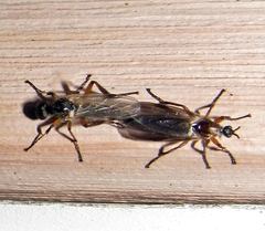 Bibio articulatus