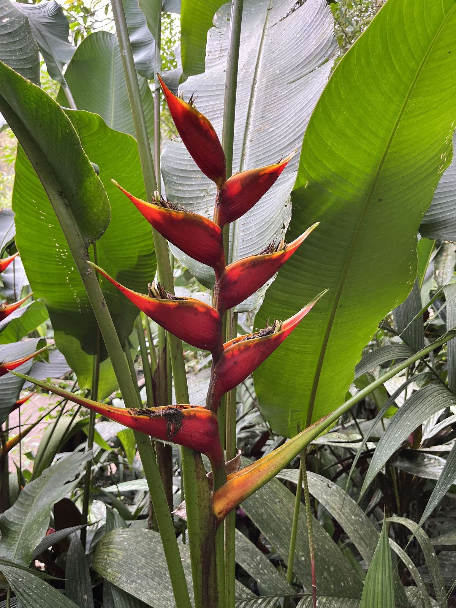 Imagem de Bananeira-do-brejo