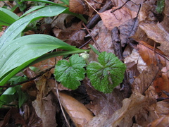 Tiarella stolonifera