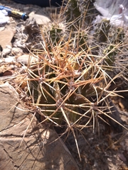 Astrophytum ornatum