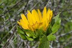 Wyethia glabra