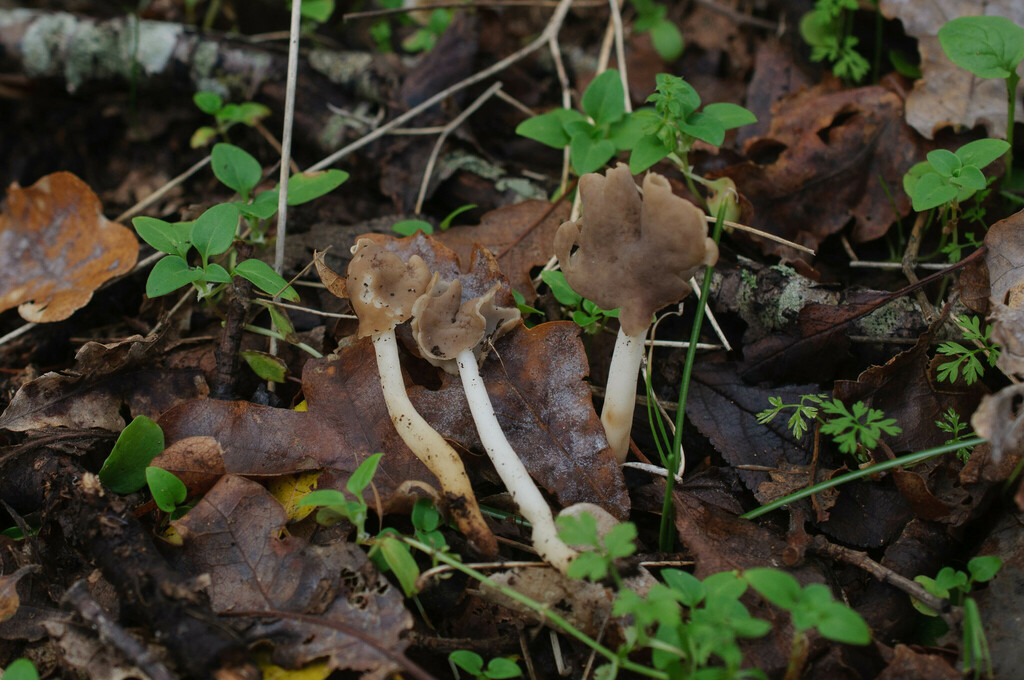 Helvella elastica