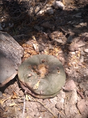 Lophophora diffusa