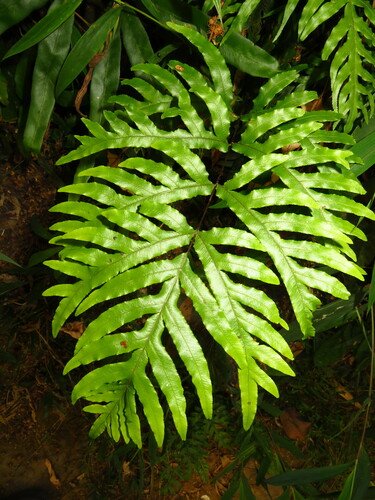 Pteris semipinnata iNat (1)