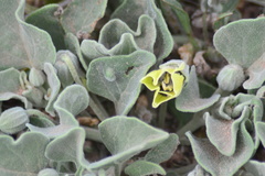 Physalis cinerascens