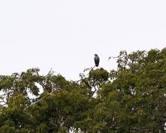 Helicolestes hamatus