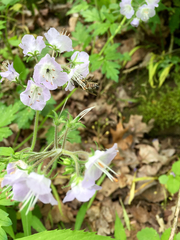 Hydrophylloideae