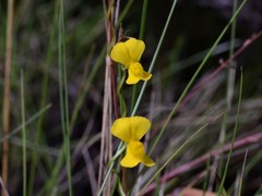 Utricularia involvens