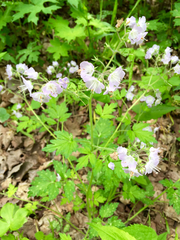 Hydrophylloideae
