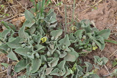 Physalis cinerascens