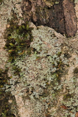 Phaeophyscia endophoenicea