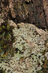 Phaeophyscia endophoenicea