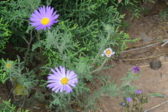 Machaeranthera tanacetifolia