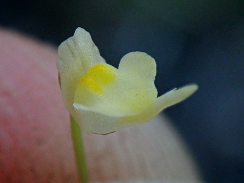 Utricularia trinervia Benj. 3