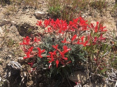 Astragalus coccineus
