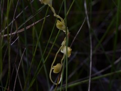 Utricularia involvens