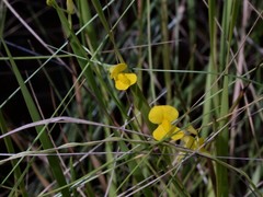 Utricularia involvens
