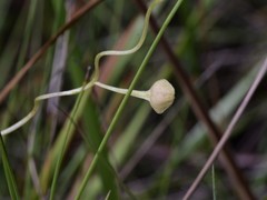 Utricularia involvens