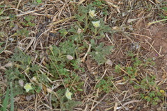 Chamaesaracha coniodes