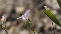 Saltugilia australis