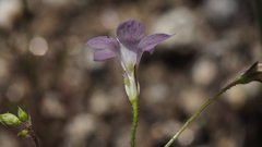 Saltugilia australis