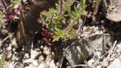 Saltugilia australis