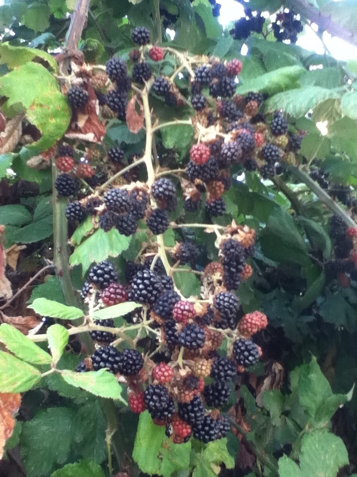 elmleaf blackberry from Carvalhos, 4415 Pedroso, Portugal on September