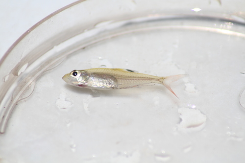 Copeland's tetra (Hyphessobrycon copelandi) — Characidae — 4