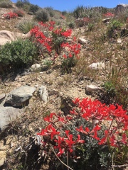 Astragalus coccineus