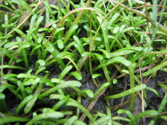 Lilaeopsis chinensis