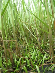 Lilaeopsis chinensis