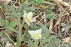 Chamaesaracha coniodes