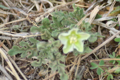 Chamaesaracha coniodes