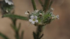 Cryptantha muricata jonesii