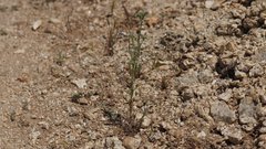 Cryptantha muricata jonesii