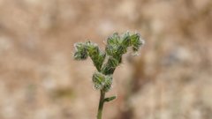 Cryptantha muricata jonesii