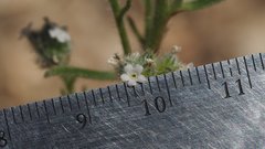Cryptantha muricata jonesii