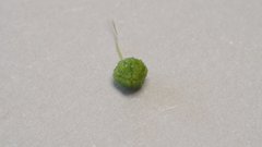 Cryptantha muricata jonesii