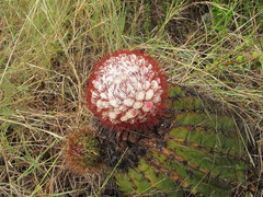Melocactus intortus