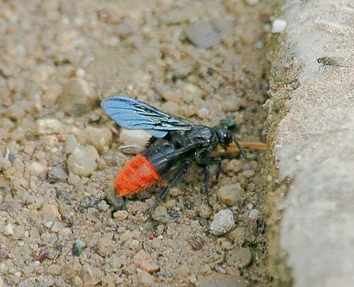Triscolia ardens Smith, 1855