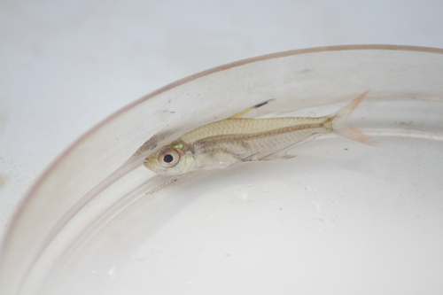 Copeland's tetra (Hyphessobrycon copelandi) — Characidae — 5