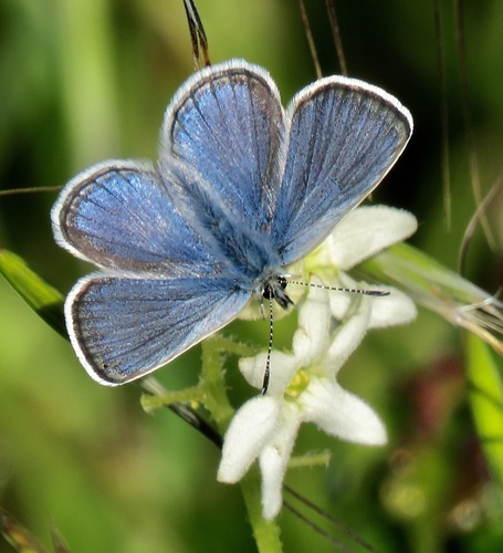 Subtribe Polyommatina · iNaturalist