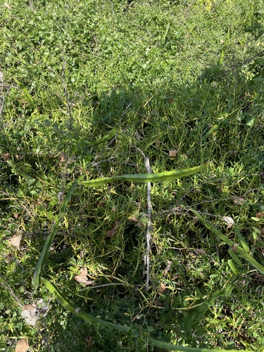 Foto de Pitaya