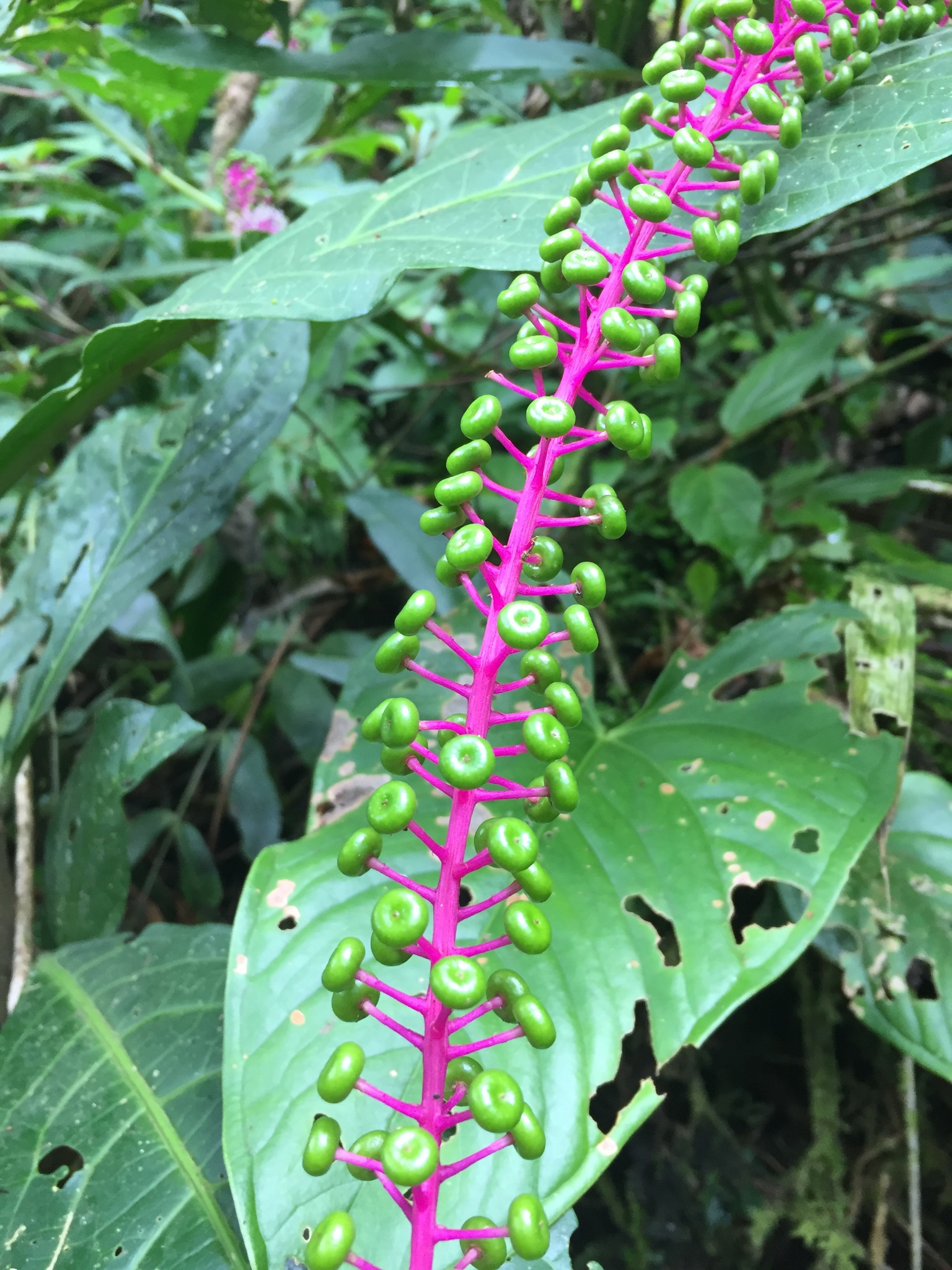 Phytolacca rivinoides
