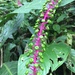 Venezuelan Pokeweed - Photo (c) Cody Chapman, some rights reserved (CC BY-NC), uploaded by Cody Chapman