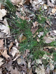 Allium schoenoprasum