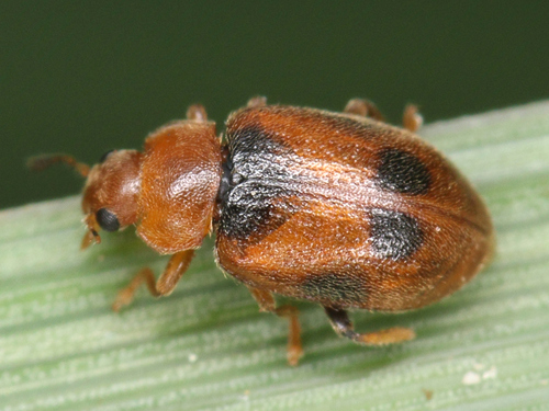 Spotted Marsh Ladybird, photo 2 of 10