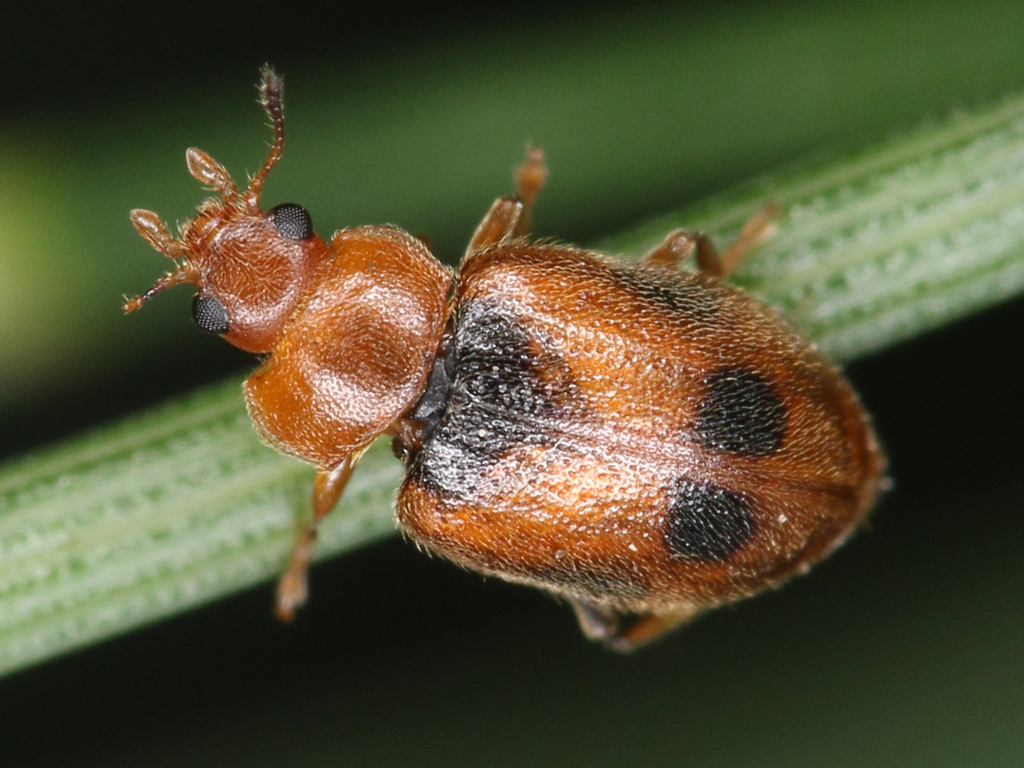 Spotted Marsh Ladybird, photo 1 of 10