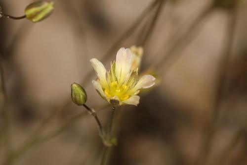 Image of Mojave Sandwort (Eremogone macradenia) by (c) Steve Matson, some rights reserved (CC BY)